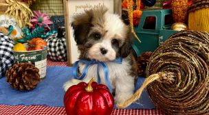 happy cavachon puppy available now
