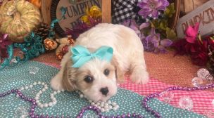 trusted cavachon breeder puppy