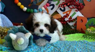 small cavachon puppy with soft coat