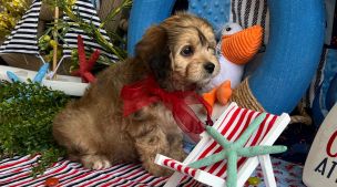 cavachon puppy enjoying calm companionship