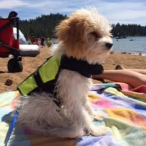 cavachon puppy from ethical breeder