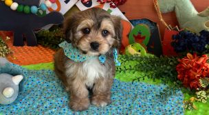 cavachon breed puppy available