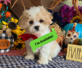 friendly cavachon puppy for sale