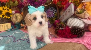 reputable cavachon puppy breeder