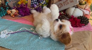 adopt a cavachon puppy