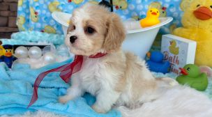 cavachon puppies for adoption info