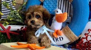 cavachon puppy for a forever home