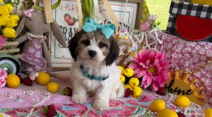 playful cavachon puppy