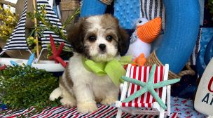 cavachon puppy with classic teddy bear face