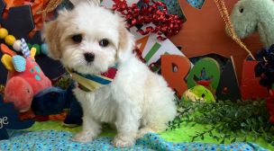cavachon puppy from top breeder