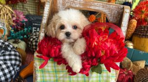 affectionate cavachon puppy
