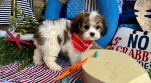 adorable cavachon puppies