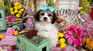 adorable cavachon puppy