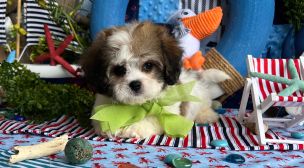 beautiful cavachon puppy profile