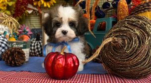 cavachon puppy featured by ethical breeder