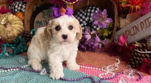 click here to adopt a cavachon puppy
