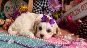 cavachon dog for sale USA