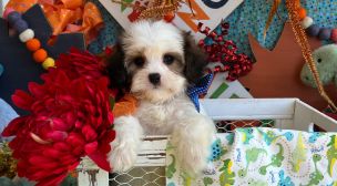 cavachon puppy from trusted breeder