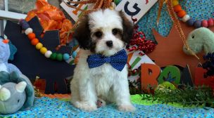 lovable cavachon puppy ready for adoption