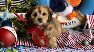 cavachon puppy showing her quiet personality