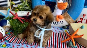 cavachon puppies for sale listing