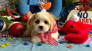 cavachon dog breed characteristics