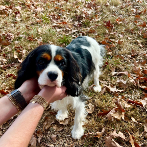 reasons to choose cavachon puppy