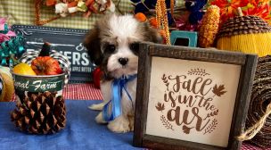 calm cavachon puppy resting indoors