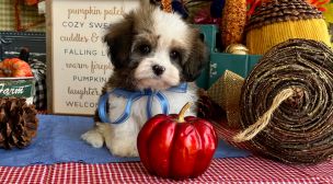 gentle cavachon puppy raised with love