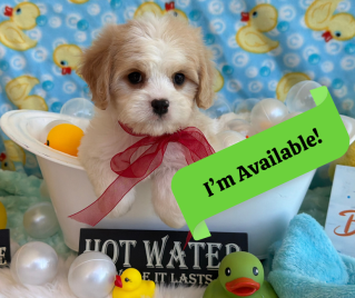 cavachon puppy listing