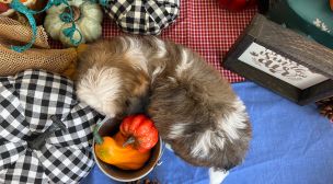 cavachon puppies for responsible homes