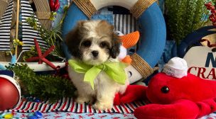 cavachon puppy with classic teddy bear face