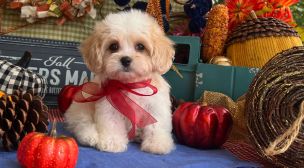 affectionate cavachon puppy