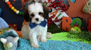 cavachon puppy close-up