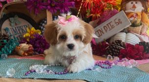 trusted cavachon breeder puppy