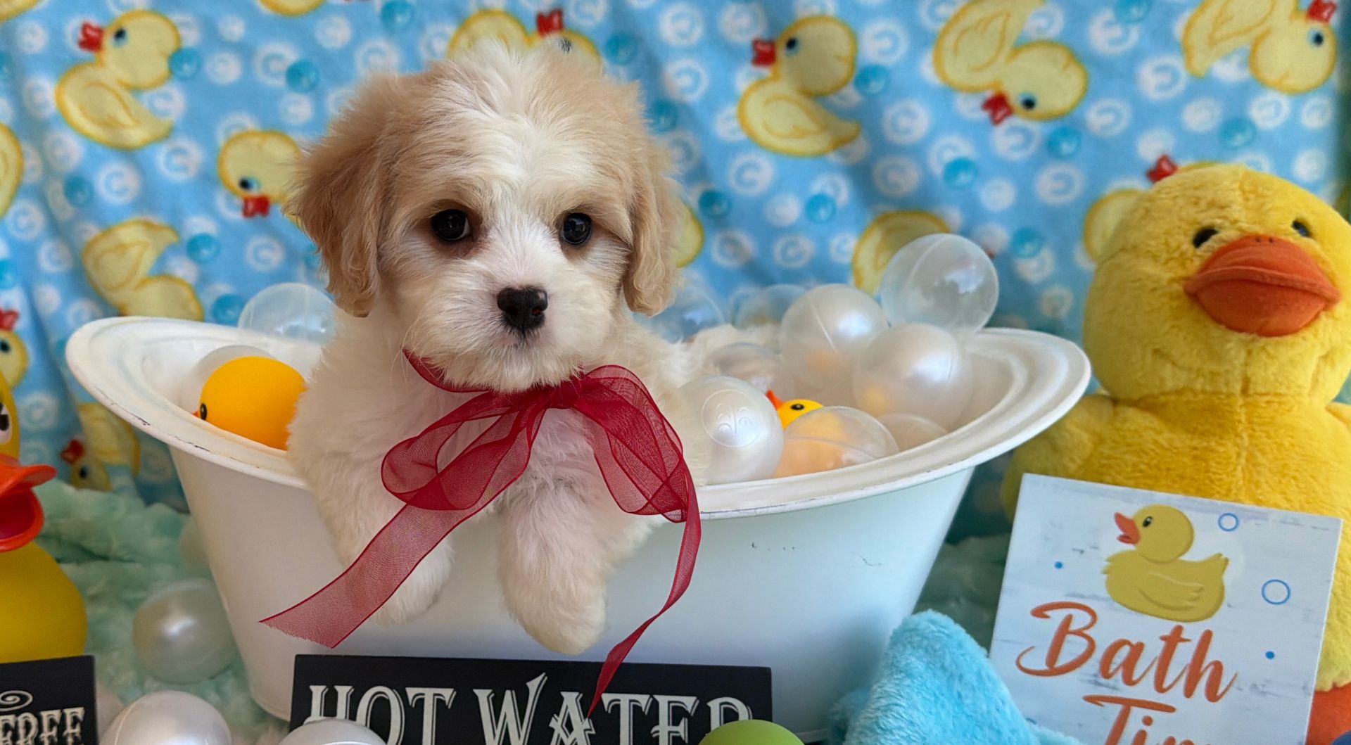 cavachon puppy for adoption
