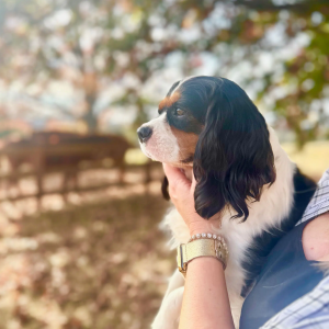 reasons to choose cavachons