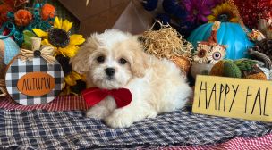 happy cavachon puppy available now
