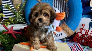 adopt a cavachon puppy
