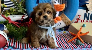 cavachon puppy availability