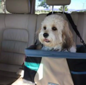 cavachon dog with soft coat