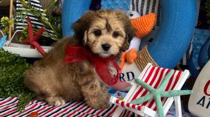 affectionate cavachon puppy