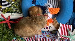 loving cavachon puppy with a relaxed expression