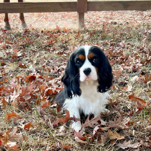 why choose cavachons