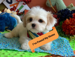 cavachon puppy with loving temperament