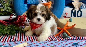 best cavachon puppies