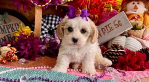 champion bloodline cavachon puppy