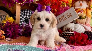 cavachon puppy sitting quietly