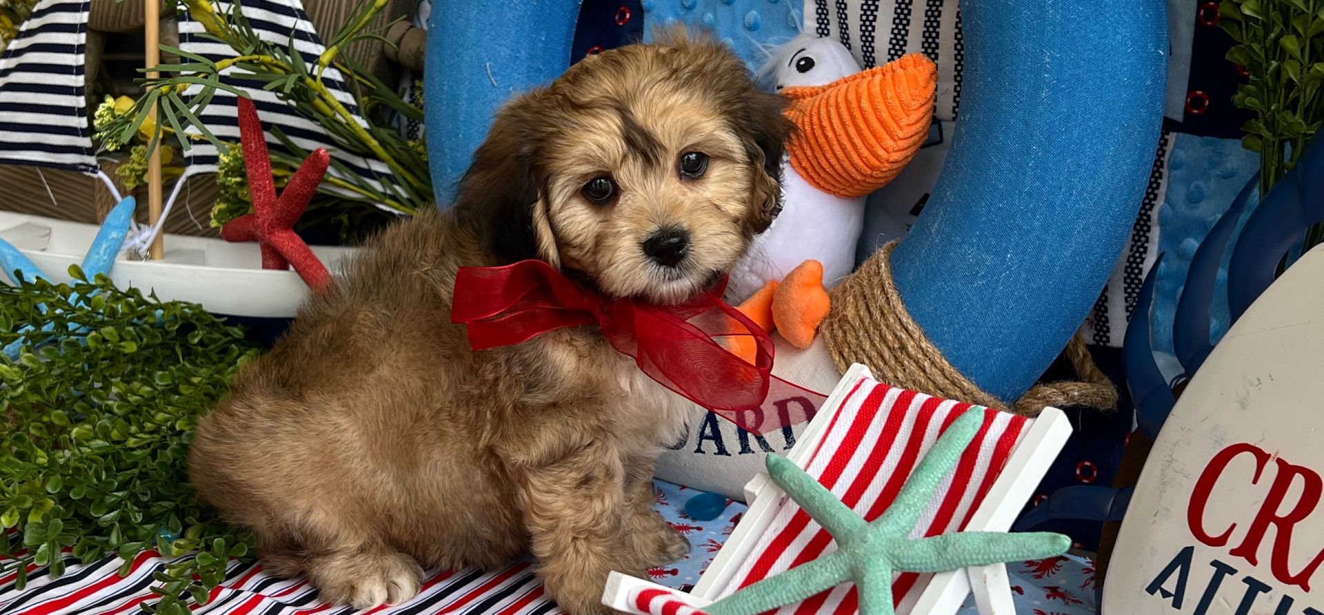 gentle cavachon puppy with soft eyes
