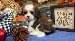 cavachon breed companion puppy